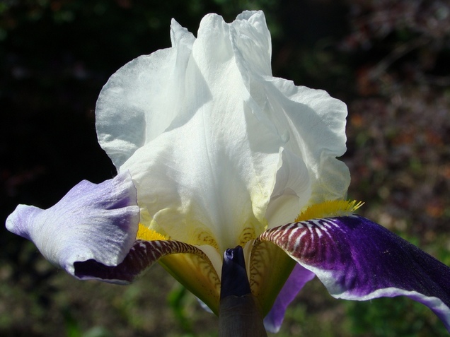 Ода, рожденной в июле