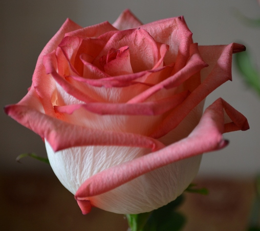 Мой любимый праздник для любимой