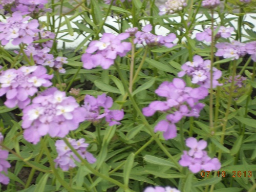 ЕСли у вас нет собаки,