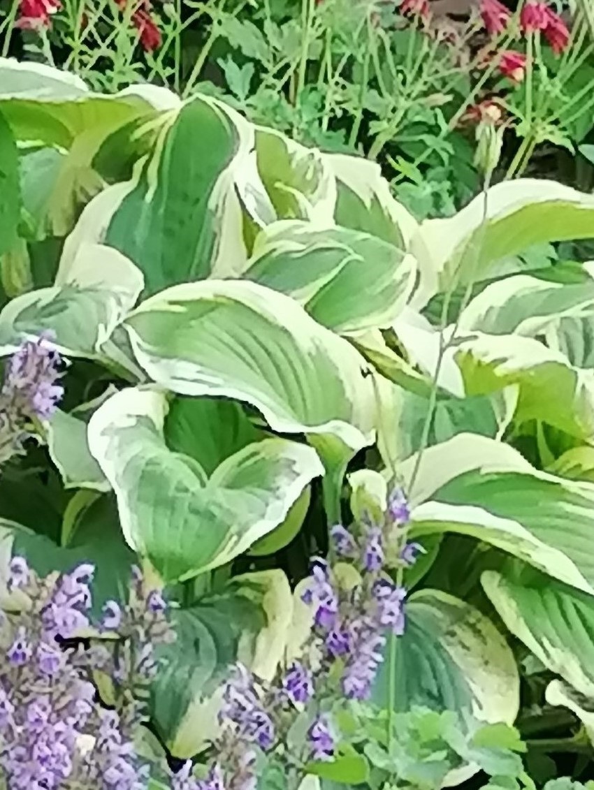 Монолог в саду