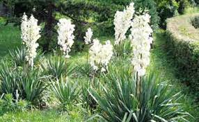 Юкка зацвела