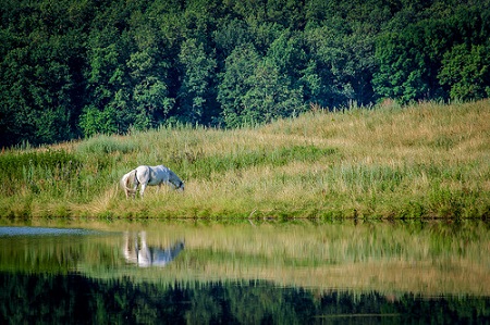 Родные красоты