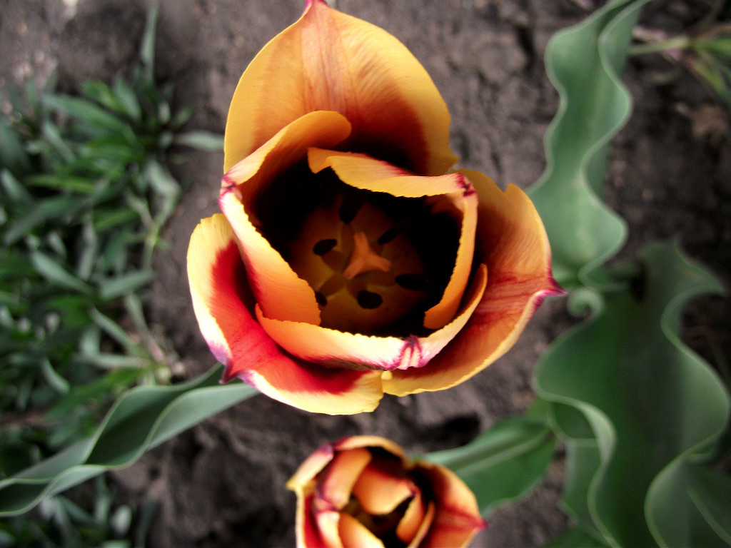 Смотри, как сильно я тебя люблю