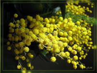 Веточка мимозы песня