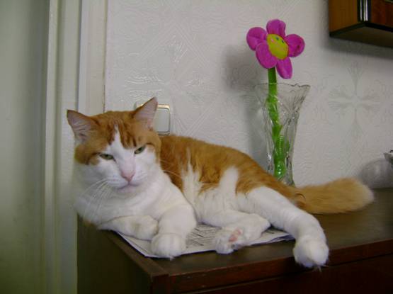 Рыбку Вы не отвергайте, в рацион её включайте