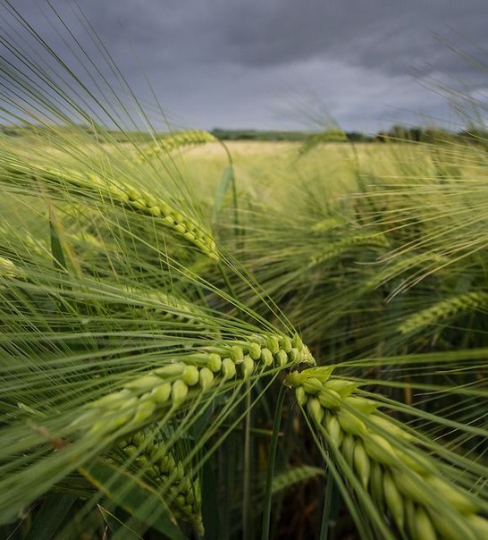 Я по лесу пройдусь...