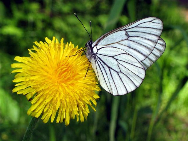Одуванчики цветут