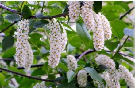 Расцвела в саду черёмуха...