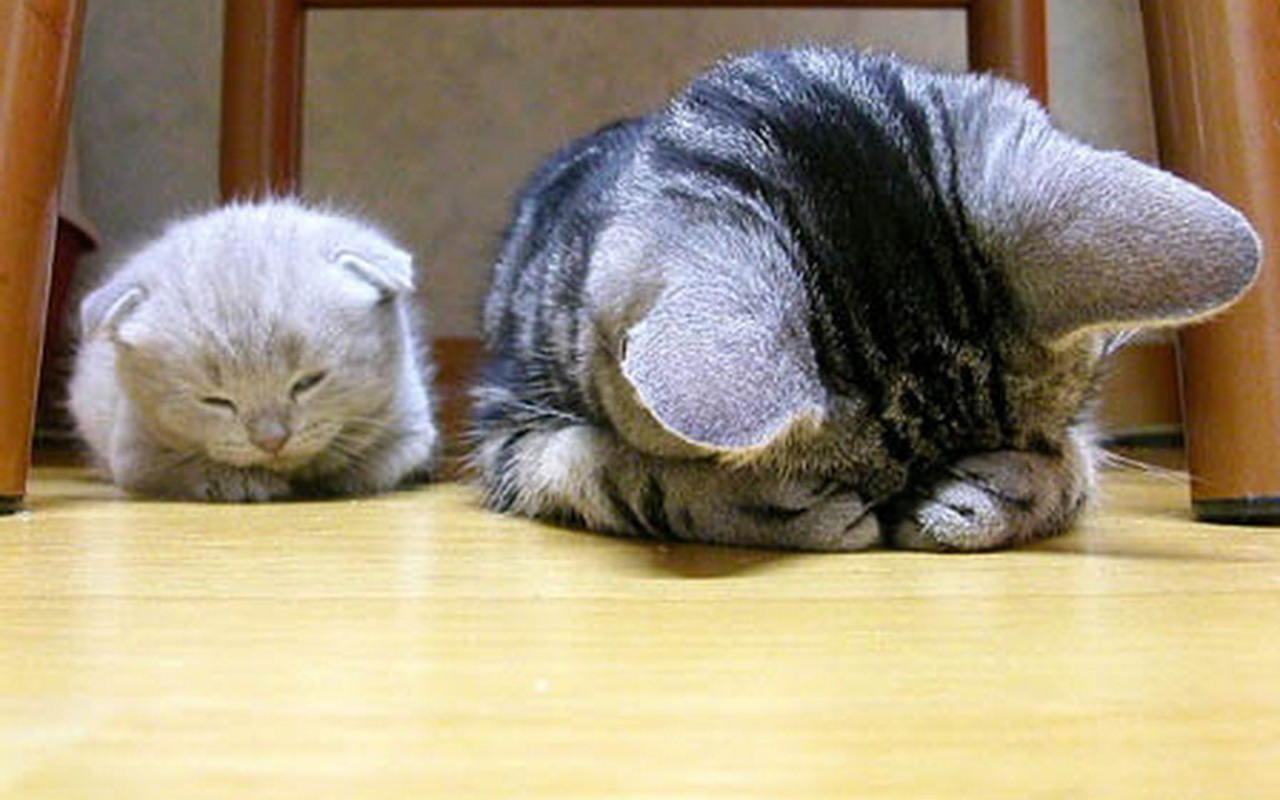 Котик раскаивается
