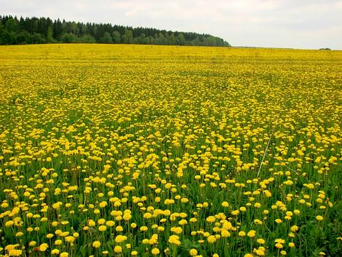 Страна одуванчиков
