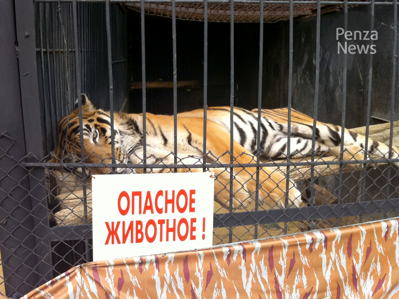 тигр пенза
