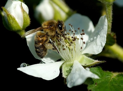 Магия жизни