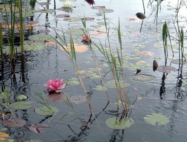 Качаюсь как тростинка на пруду