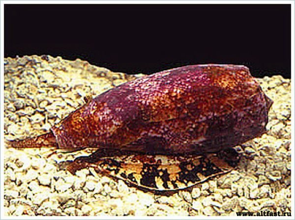 3 место. Улитка-Пузатый конус