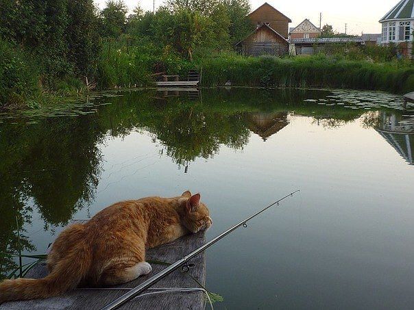 кот на рыбалке стихи