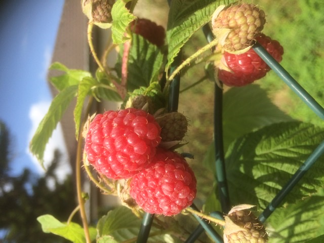 Вкус малины