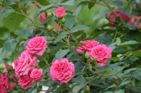 Вот таинственная роза