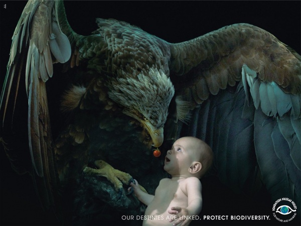 Вскормленный орлом