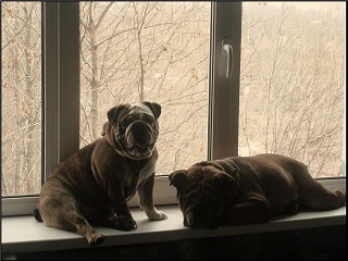 Влюбленный