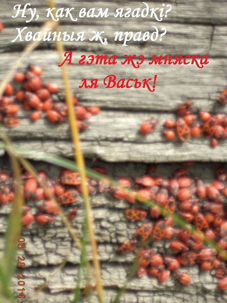 Мой Пиянист! Грай шпарчэй!