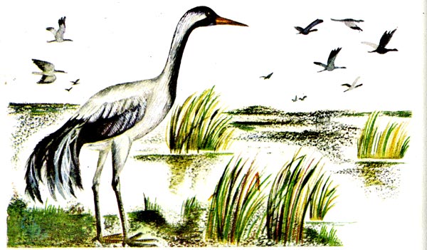 Секс-прогресс на болоте