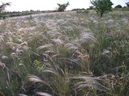 Замани меня степь