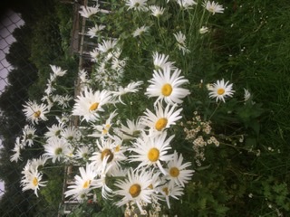 Ромашки