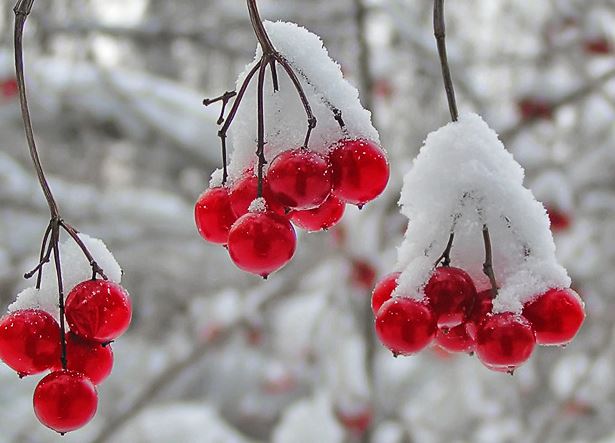 Калина зимой