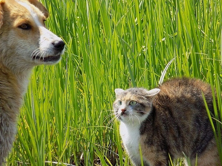 Как мы с внучкой о стихах говорили