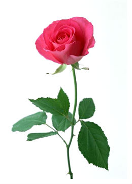 Как роза весной