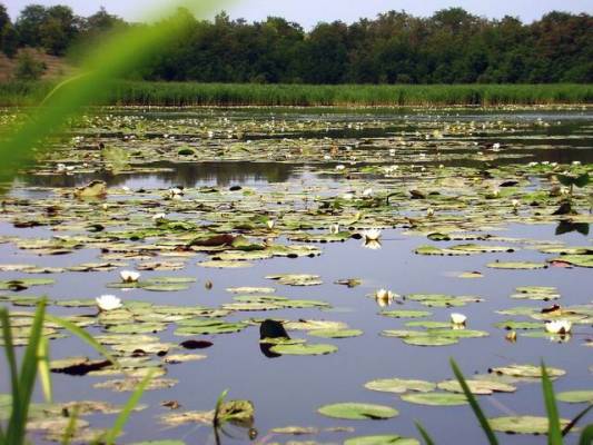 Откровение мое