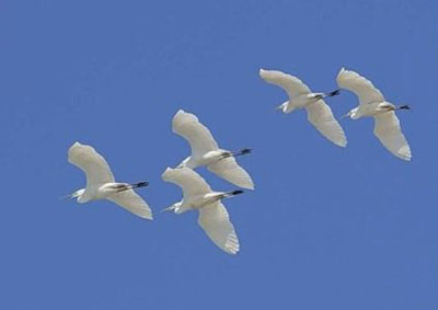 Сынам нашей Родины низкий поклон!