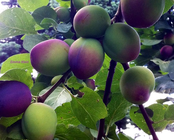 Wie ich began zu leben