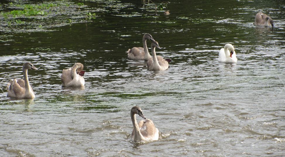 Осенью... лебеди курлычат