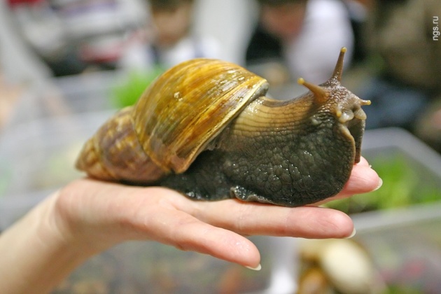 Грустное ЧУДО