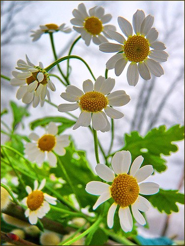 Ромашки