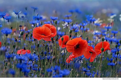 Ты помнишь детские картинки...