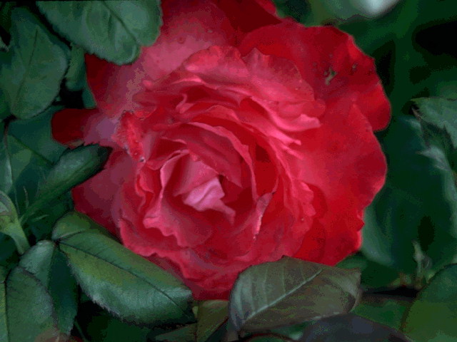 Печальной розы аромат...