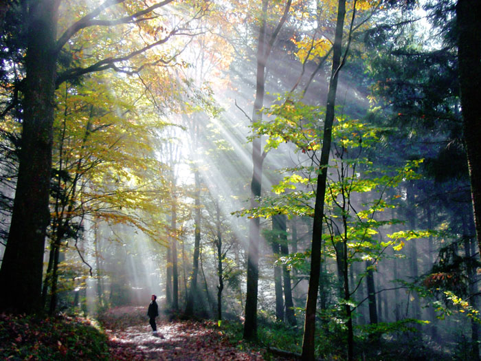 Раннее утро в лесу (Михаил Богданов 13) / Стихи.ру