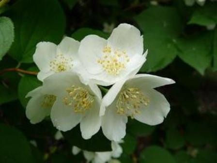 Запах жасмина...