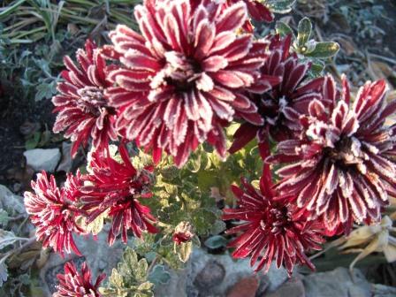 Я с тобой, без тебя с переводом на сербский язык