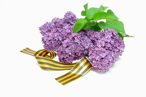 Куст сирени