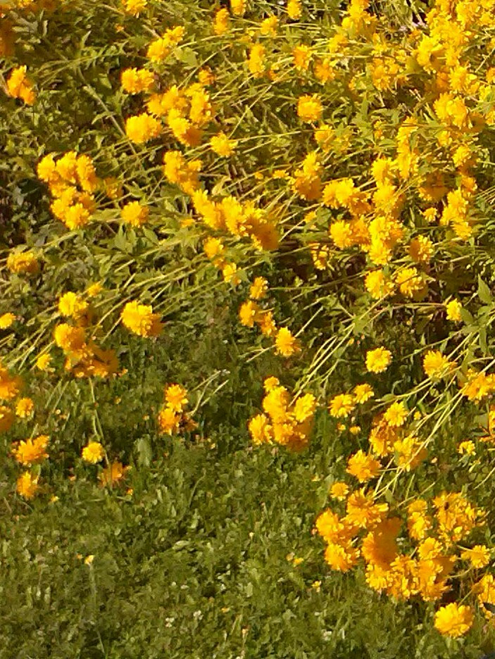 Август на даче