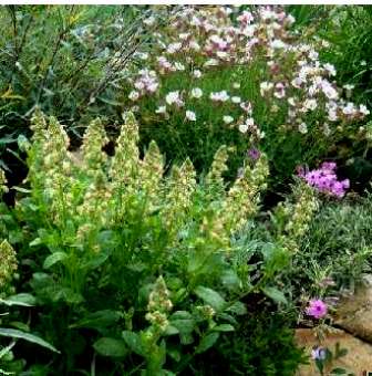 Метео патриотическое