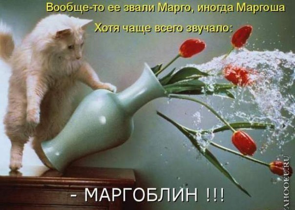 У моей подружки кошка...