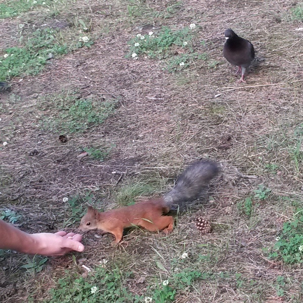 Свежее лето