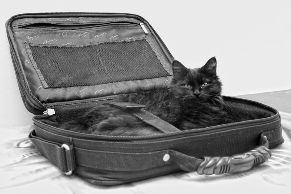 Подруга... кошка