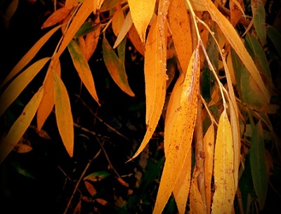 Листья Ивы Фото Осенью