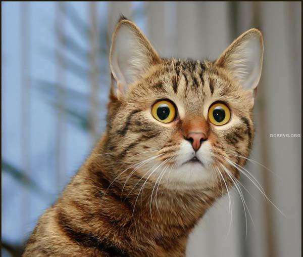 Сказка от кота. 24. 08. 2014г