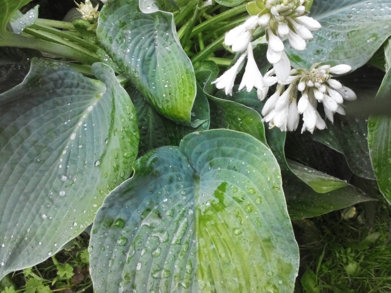 Струи дождя расчертили окно